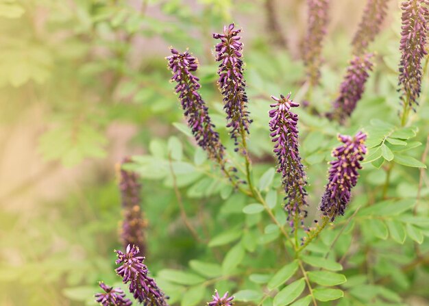 Flores moradas de Amorpha fruticosa