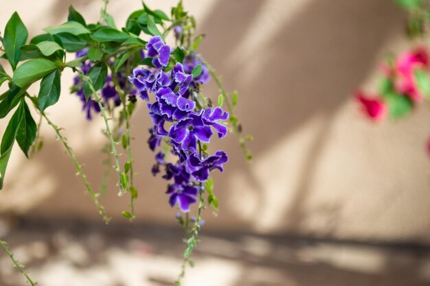 Flores moradas en arbusto de flores aislado