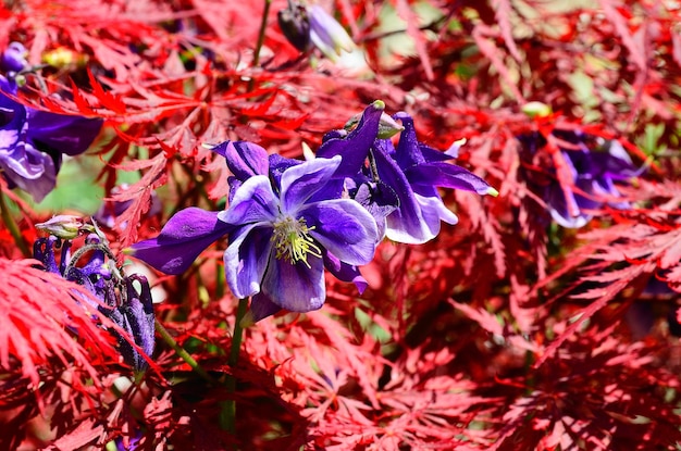 Flores moradas y arbusto rojo.