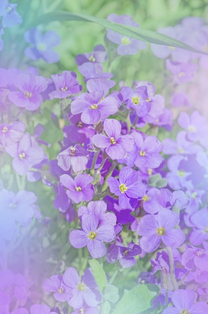 Flores moradas Aubrieta Berro floreciente