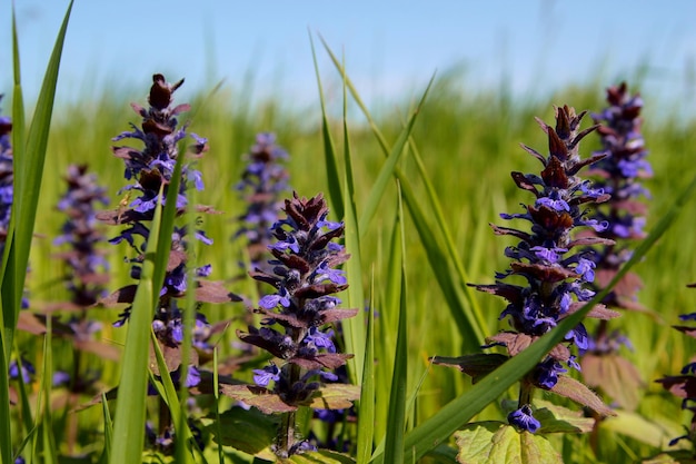 Flores moradas en un campo con el cielo de fondo