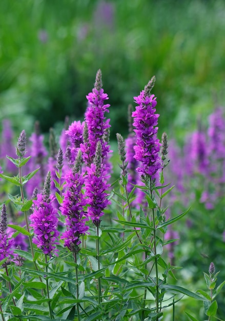 Flores moradas en un campo de flores moradas