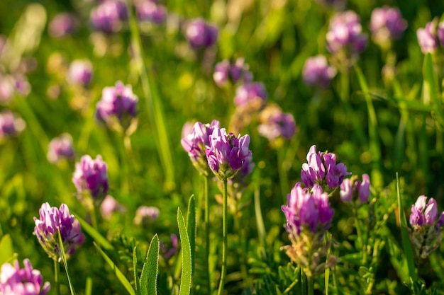 Flores moradas en un campo con el sol brillando sobre el concepto de temporada