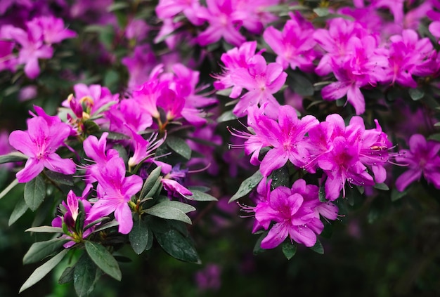 Flores moradas y capullos de rododendro, fondo borroso.