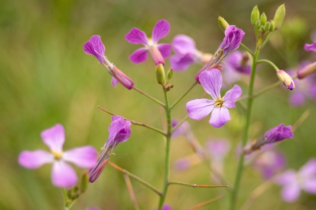 flores moradas com fundo borroso