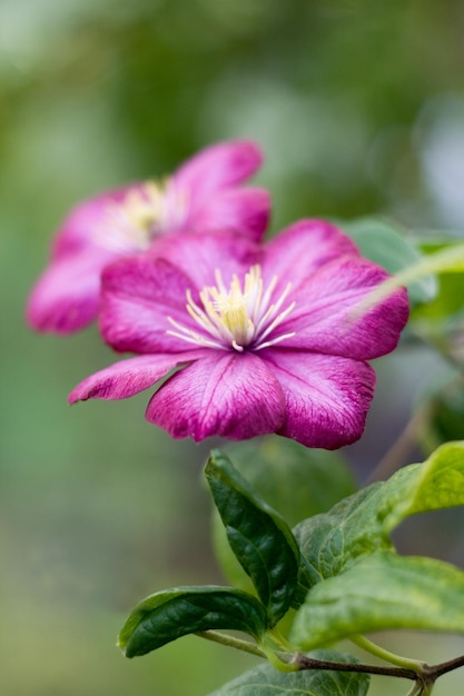 Las flores moradas crecen en arbustos en el jardín.