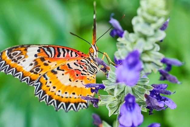 Flores moradas con detalle de mariposa Crisopa Roja