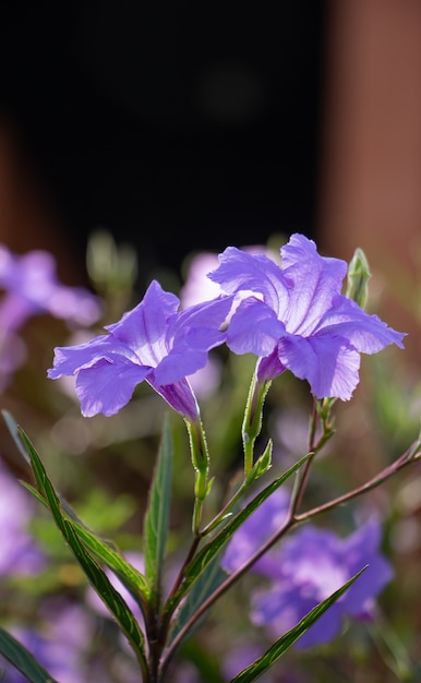 Flores moradas en un día soleado