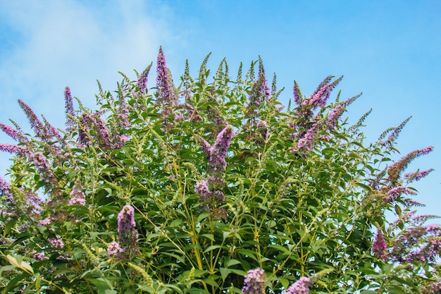 Flores moradas florecientes de lila de verano contra el fondo de hojas verdes de verano en el jardín Un arbusto que a las mariposas les encantan las flores de Buddleia