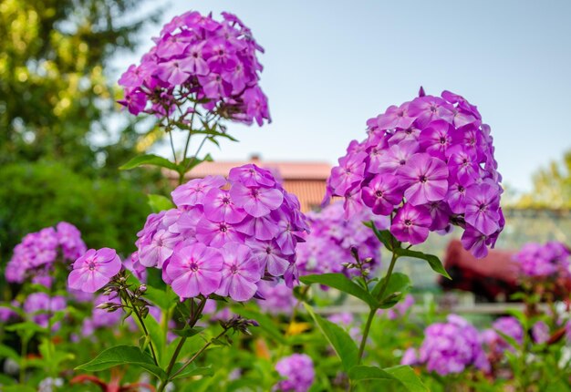 Flores moradas en un jardín con un edificio al fondo