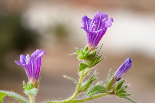 Flores moradas en el jardín. Poca profundidad de campo.