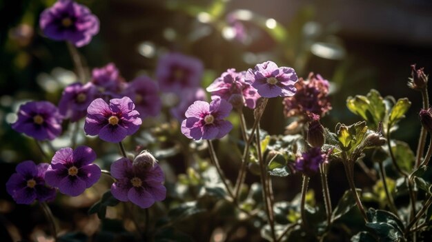 Flores moradas en un jardín con el sol brillando sobre ellas