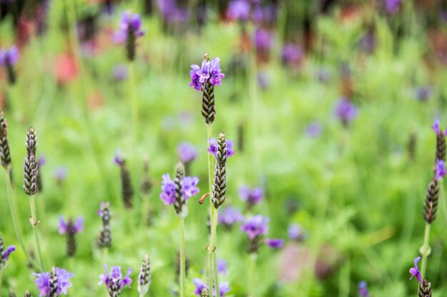 Flores moradas en el jardin