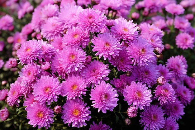 Flores moradas en un jardín.