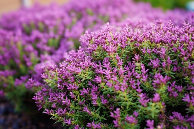 Flores moradas en un jardín.