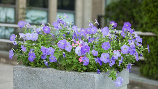 Flores moradas en una maceta