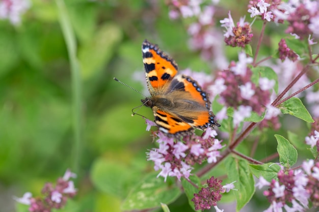 Flores moradas de origanum vulgare o mejorana silvestre de orégano común Día soleado