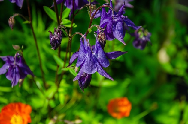 Flores moradas con la palabra campana en ellas