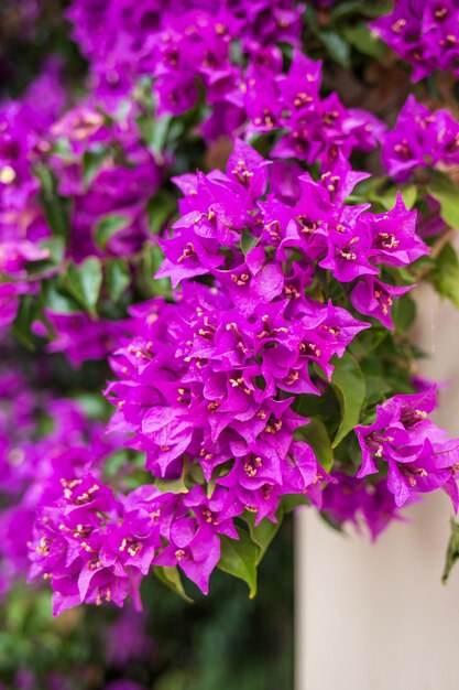 Flores moradas en una pared.