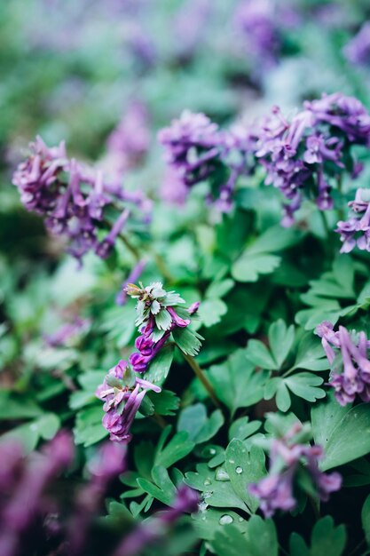 flores moradas en el parque