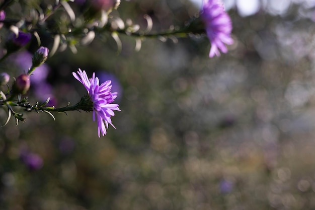 Flores moradas en una rama