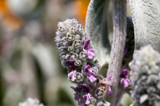 Flores moradas en el verano.