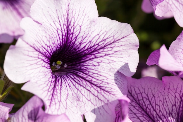 Flores moradas