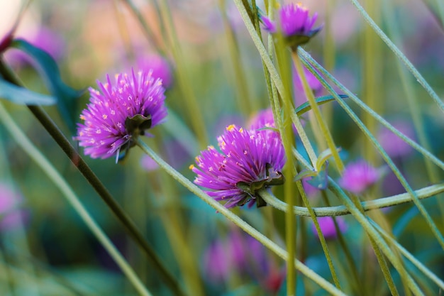 Flores moradas.