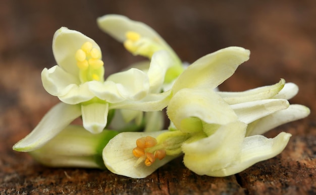 Flores de moringa comestibles en la superficie de la madera