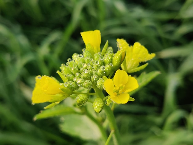 Flores de mostaza aislado sobre fondo verde