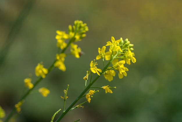 Flores mostaza en planta en campo agrícola con vainas. de cerca.