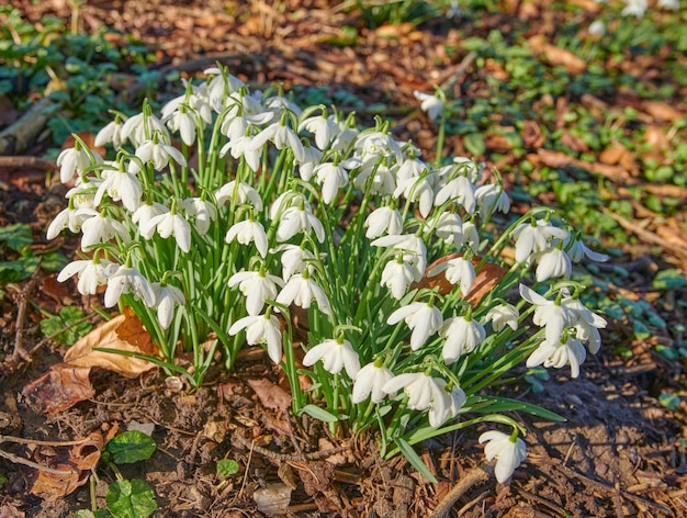 Flores muito frescas e brancas em um jardim verde Lindos Snowdrops puros florescendo com harmonia e beleza na natureza Flores perenes selvagens em cachos em uma floresta verde exuberante de outono