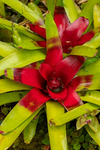 Flores multicolores de Bromilead Guzmania