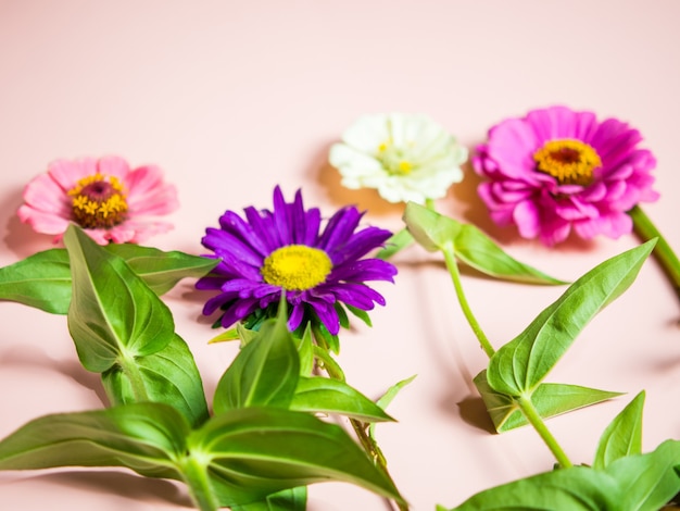 Flores multicoloridas brilhantes em um espaço de cópia de fundo rosa, para um cartão postal e um feriado