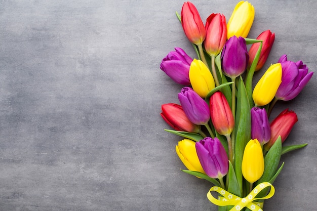 Flores multicoloridas da primavera, tulipa em um fundo cinza.