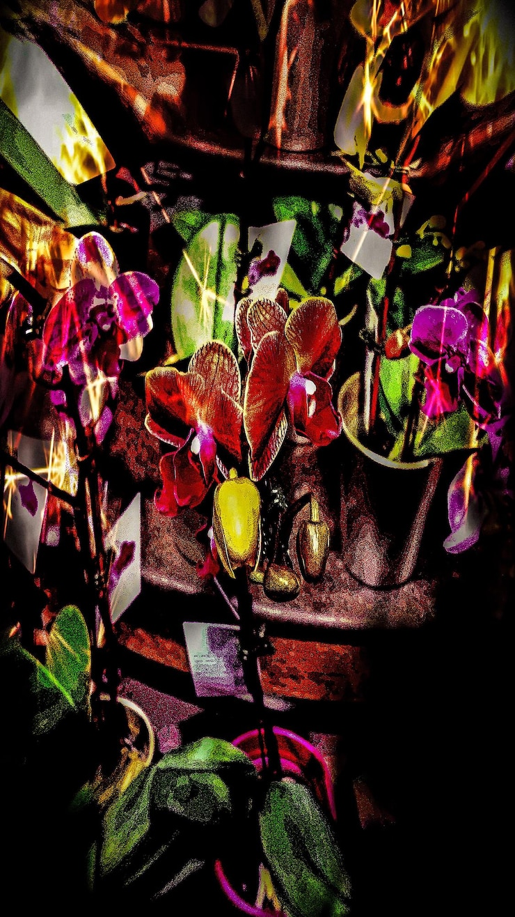 Foto flores multicoloridas para venda no mercado