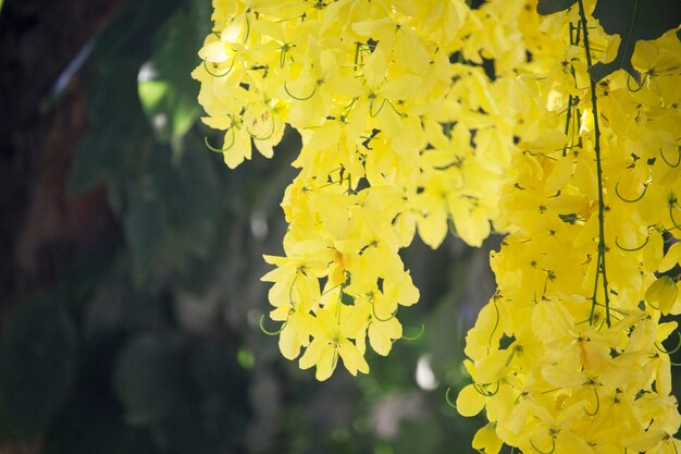 Las flores se multiplican floreciendo en el árbol.