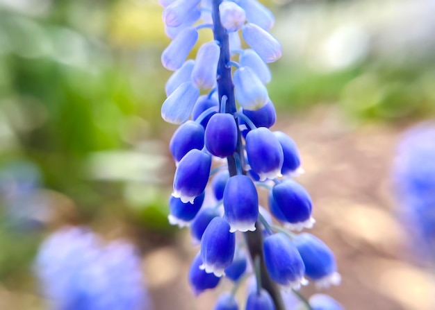 Foto flores muscari azuis crescem em um jardim de flores