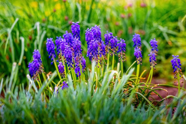 Flores de muscari azul en el jardín de primavera