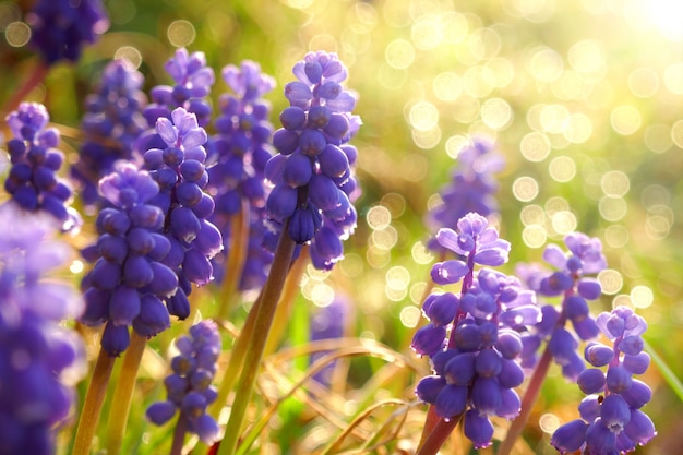 Flores de muscari en sol caliente