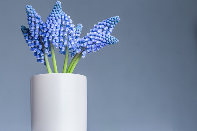 Foto flores muscari