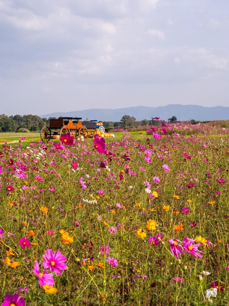 Flores de musgo rosa bajo un cielo azul nublado