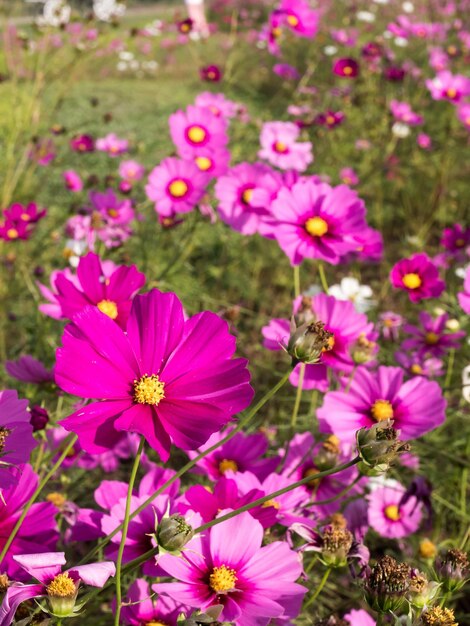 Flores de musgo rosa bajo un cielo azul nublado