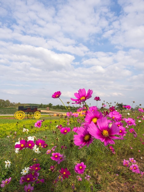 Flores de musgo rosa bajo un cielo azul nublado