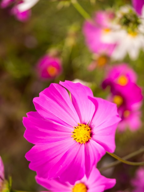 Flores de musgo rosa bajo un cielo azul nublado