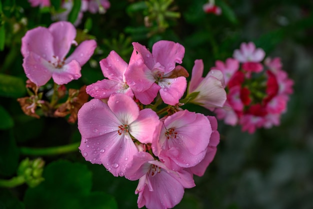 flores na Alemanha