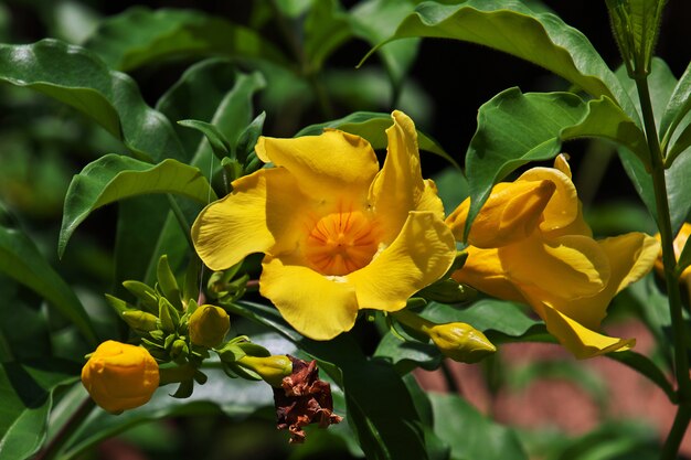 Flores na cidade de Stone Town, Zanzibar, Tanzânia