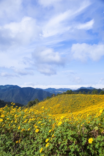 Flores na colina