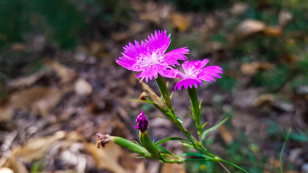 Foto flores na floresta à noite