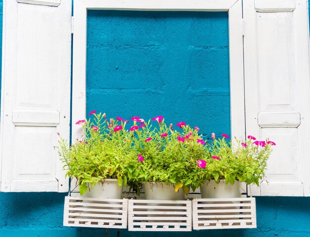 Flores na frente da minha casa